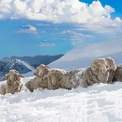 Merino Wool Hiking Crew Socks