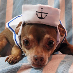 Funny Pet Cat Costumes Cat Apparel Clothes For Halloween Christmas Cosplay Navy Sailor Costumes Jacket Cloak Dog Accessories