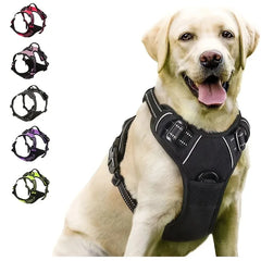 Complete Dog Collar Harness Set
