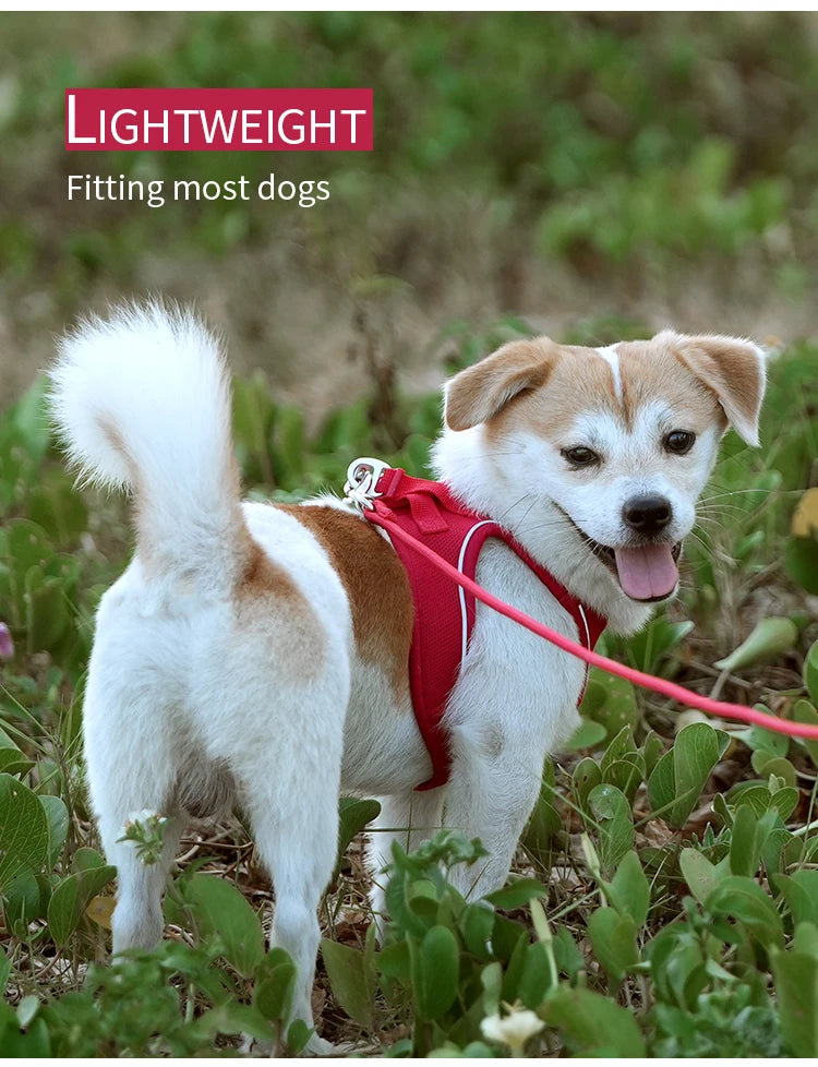 Reflective Outdoor Walking Harness Set