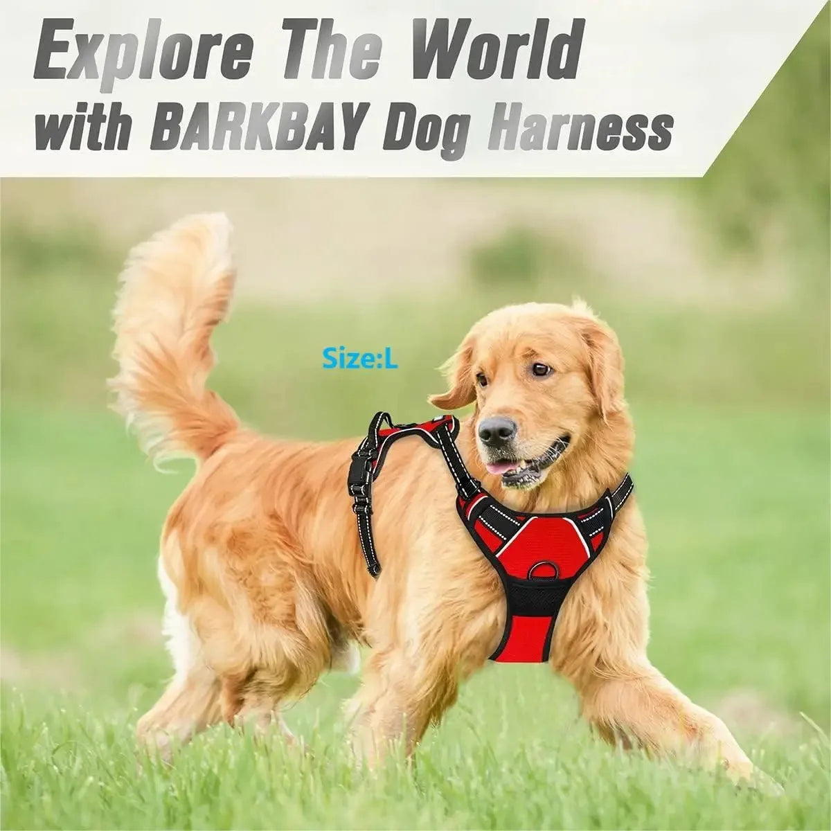 Complete Dog Collar Harness Set