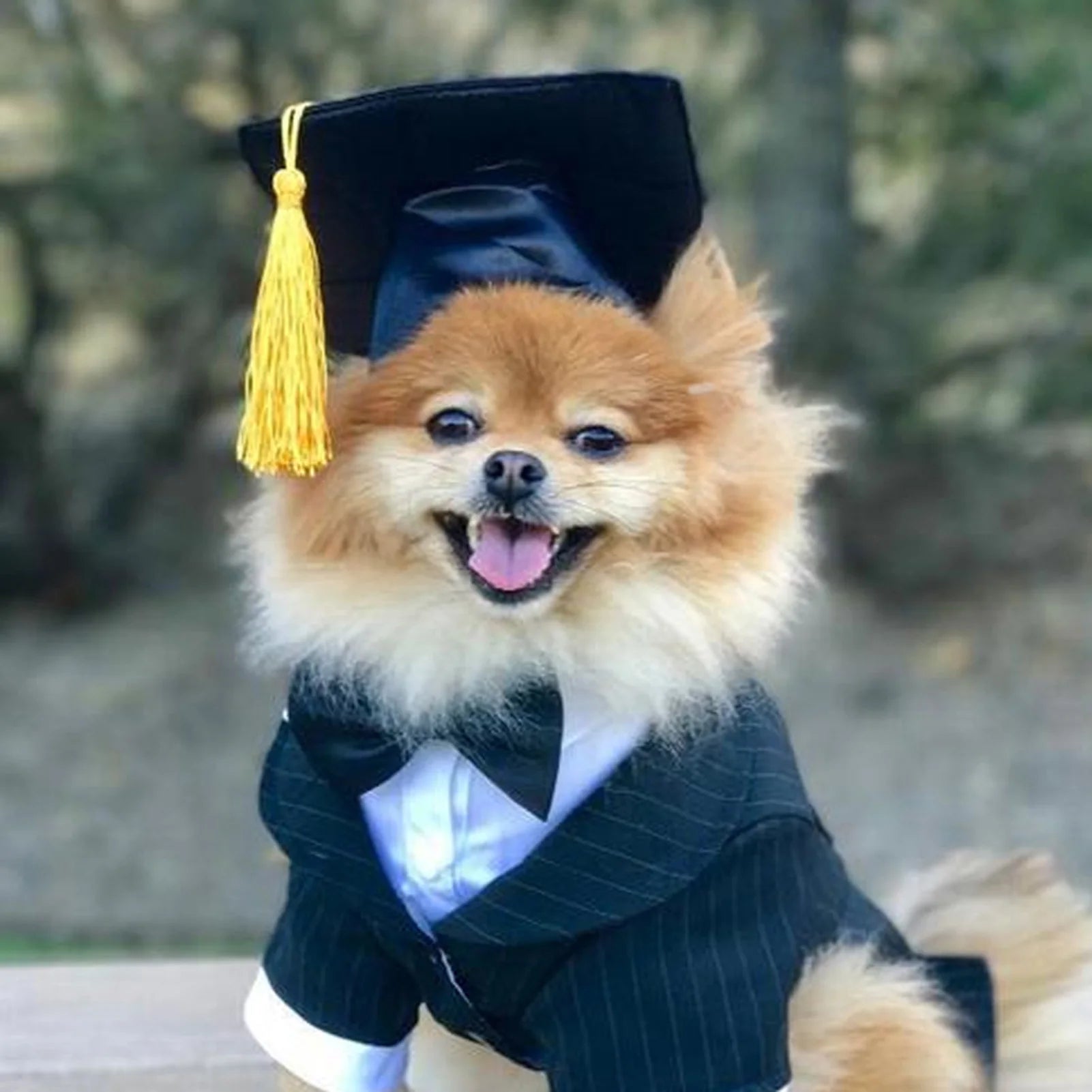 Graduation Hat Pet Accessory Adjustable Pet Graduation Cap For Puppy Kitten Pet Birthday Dress Up Props
