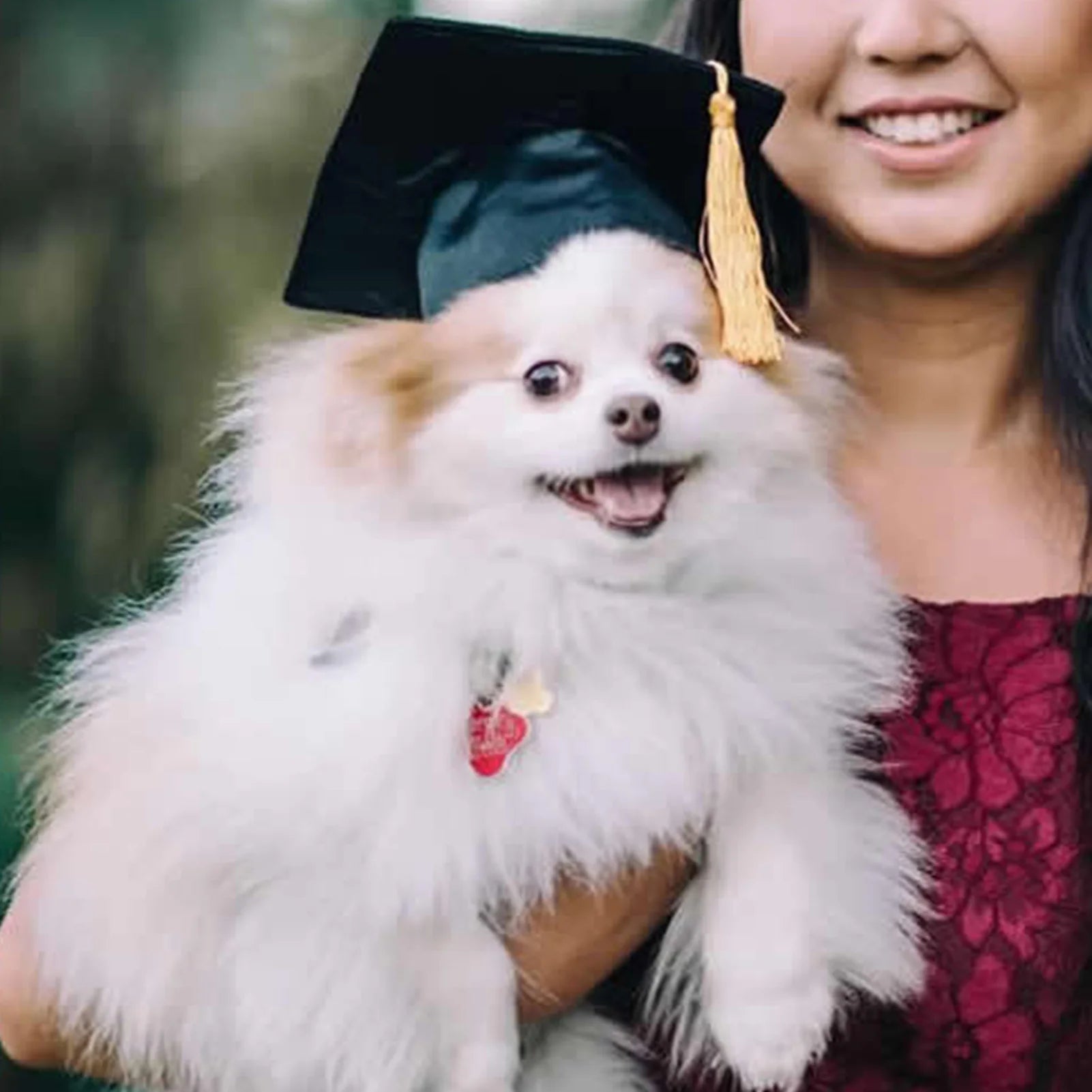 Graduation Hat Pet Accessory Adjustable Pet Graduation Cap For Puppy Kitten Pet Birthday Dress Up Props