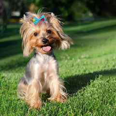 10pcs Creativity Pet Hair Accessories Bow Polyester Cute Puppy Bow with Rubber Band Suitable for Dogs Cat Grooming Accessories