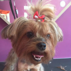 10pcs Creativity Pet Hair Accessories Bow Polyester Cute Puppy Bow with Rubber Band Suitable for Dogs Cat Grooming Accessories