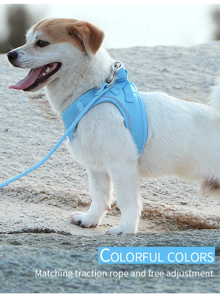 Reflective Outdoor Walking Harness Set
