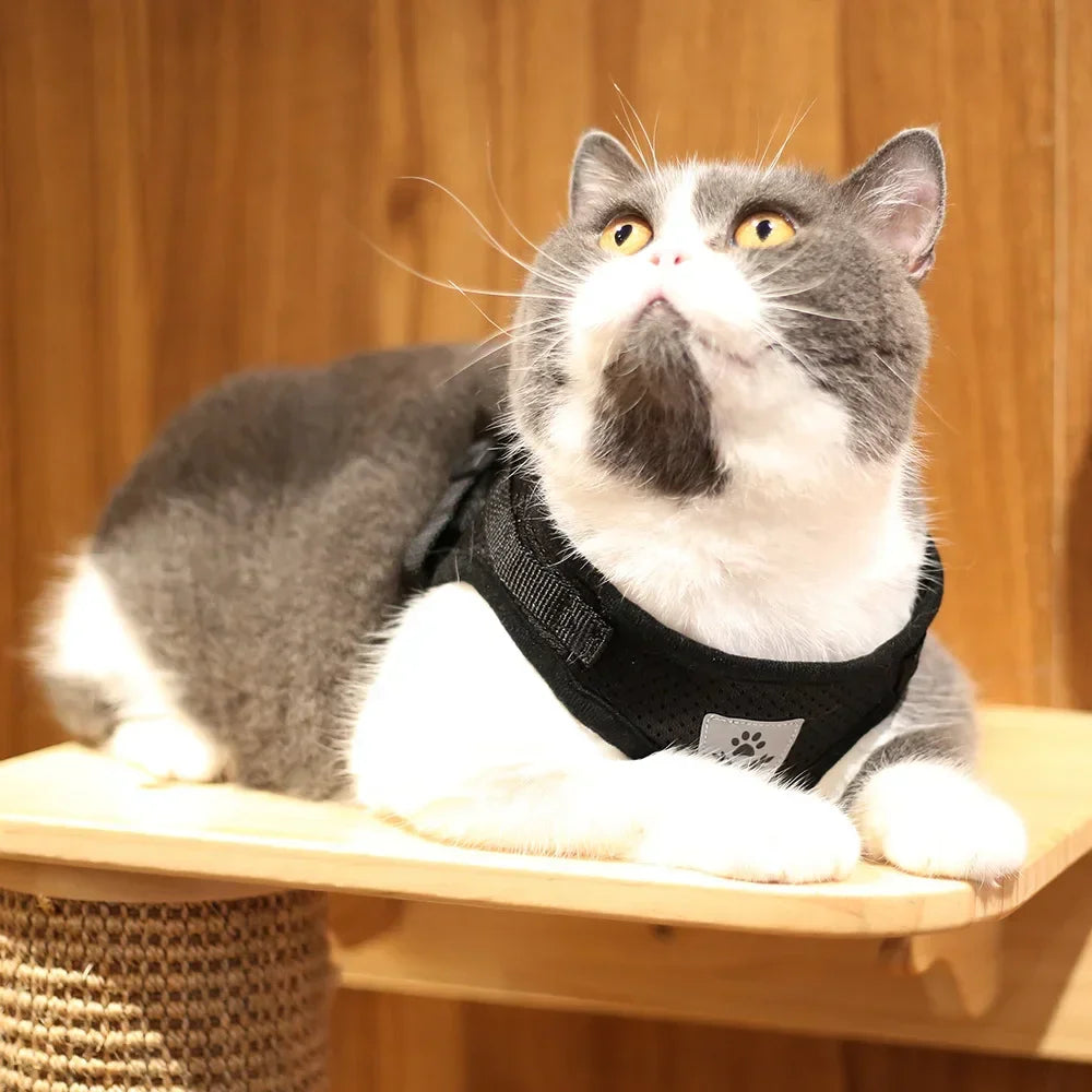 Escape-Proof Mesh Cat Harness Set